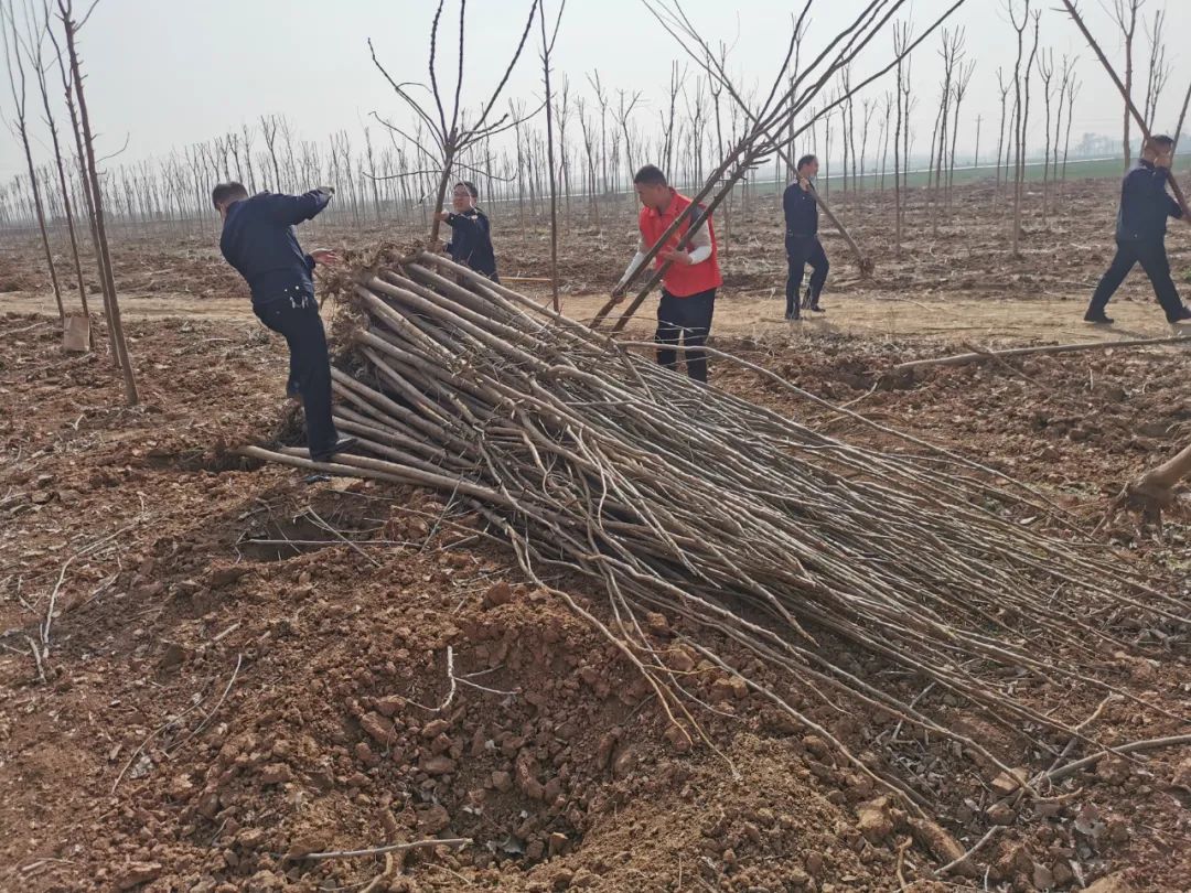 安阳城市管理局组织参加义务植树活动-雷火电竞官方网站