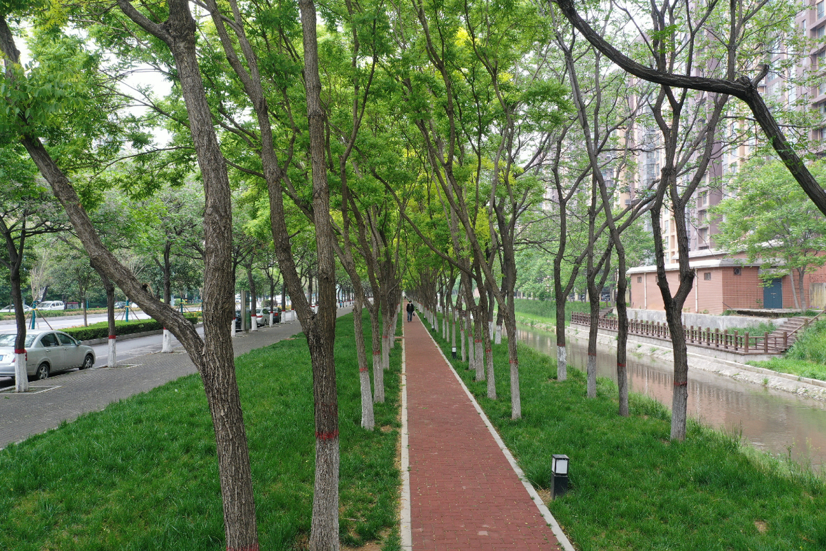 安阳城市管理局：全域增绿创建生态园林城市 城乡统筹助力安阳更加出彩