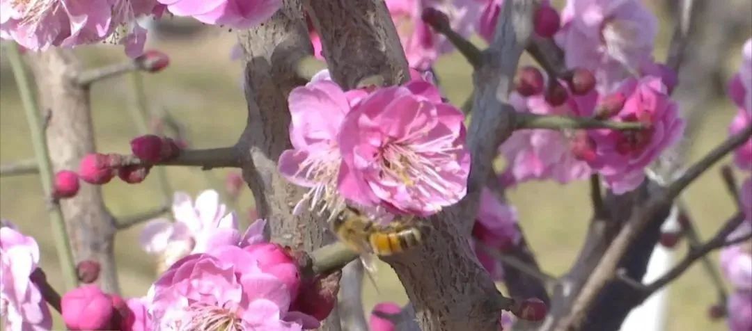 春到古都 花开安阳，快来赏花啦！“泛亚电竞官网”(图2)