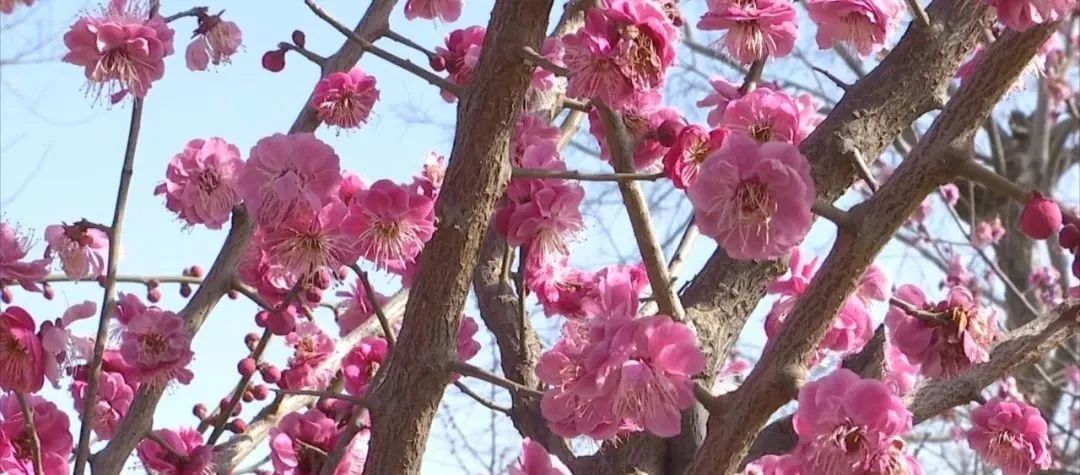 春到古都 花开安阳，快来赏花啦！“泛亚电竞官网”(图6)