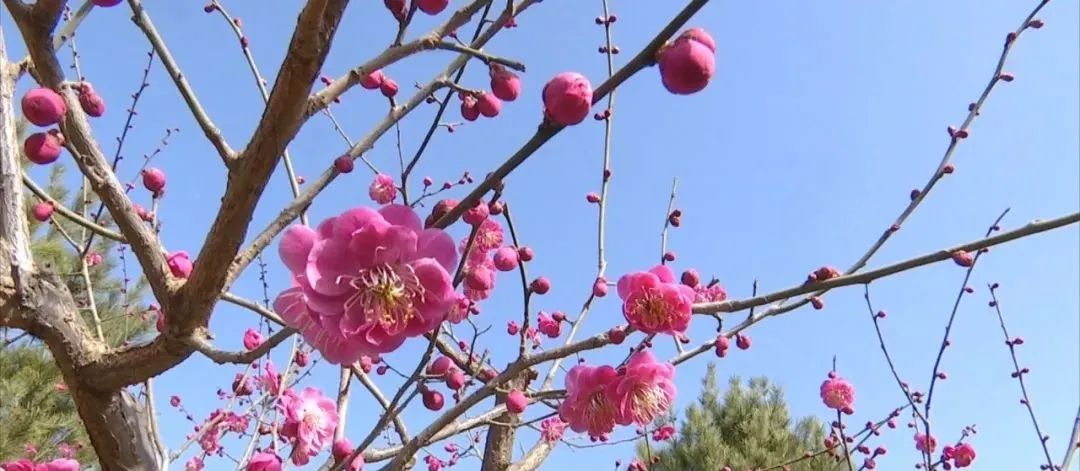 春到古都 花开安阳，快来赏花啦！“泛亚电竞官网”(图8)