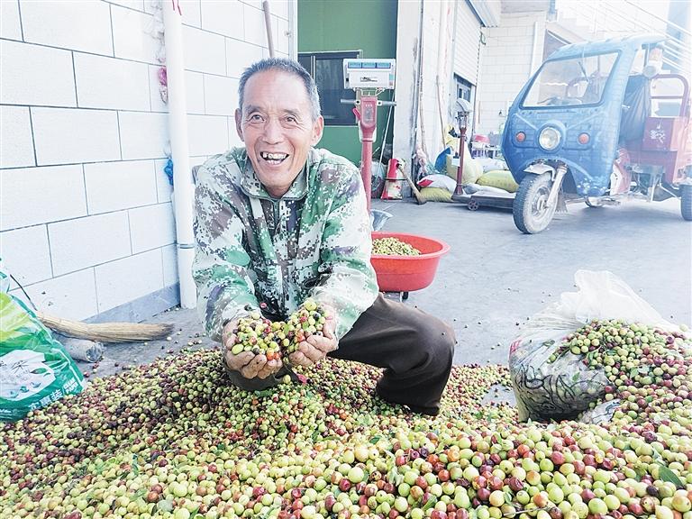 马家乡： 小酸枣变身“致富果”